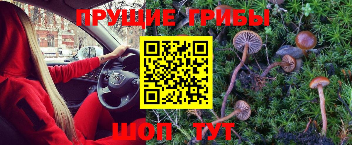 Псилоцибиновые грибы Psilocybine cubensis Славгород